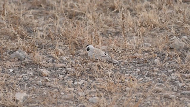 Black-crowned Sparrow-Lark - ML388962851