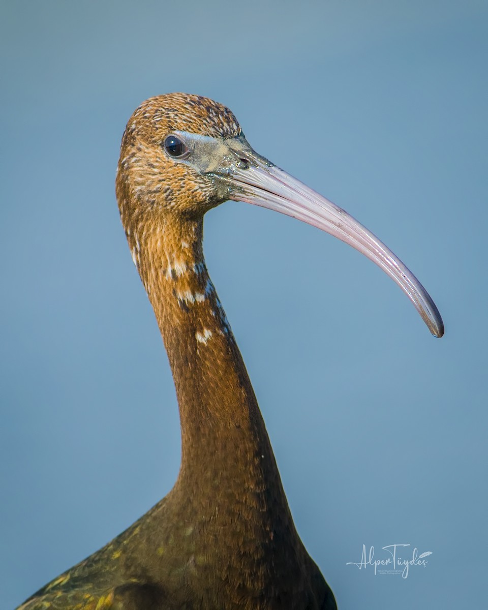 Glossy Ibis - Alper Tüydeş