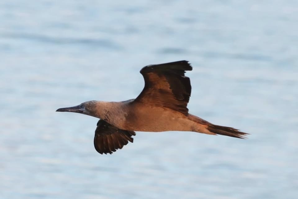 Red-footed Booby - ML388964491