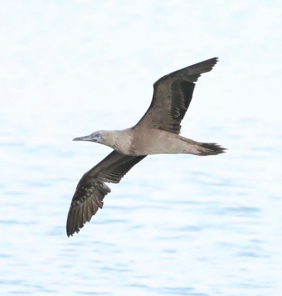 Red-footed Booby - Lani Hyde