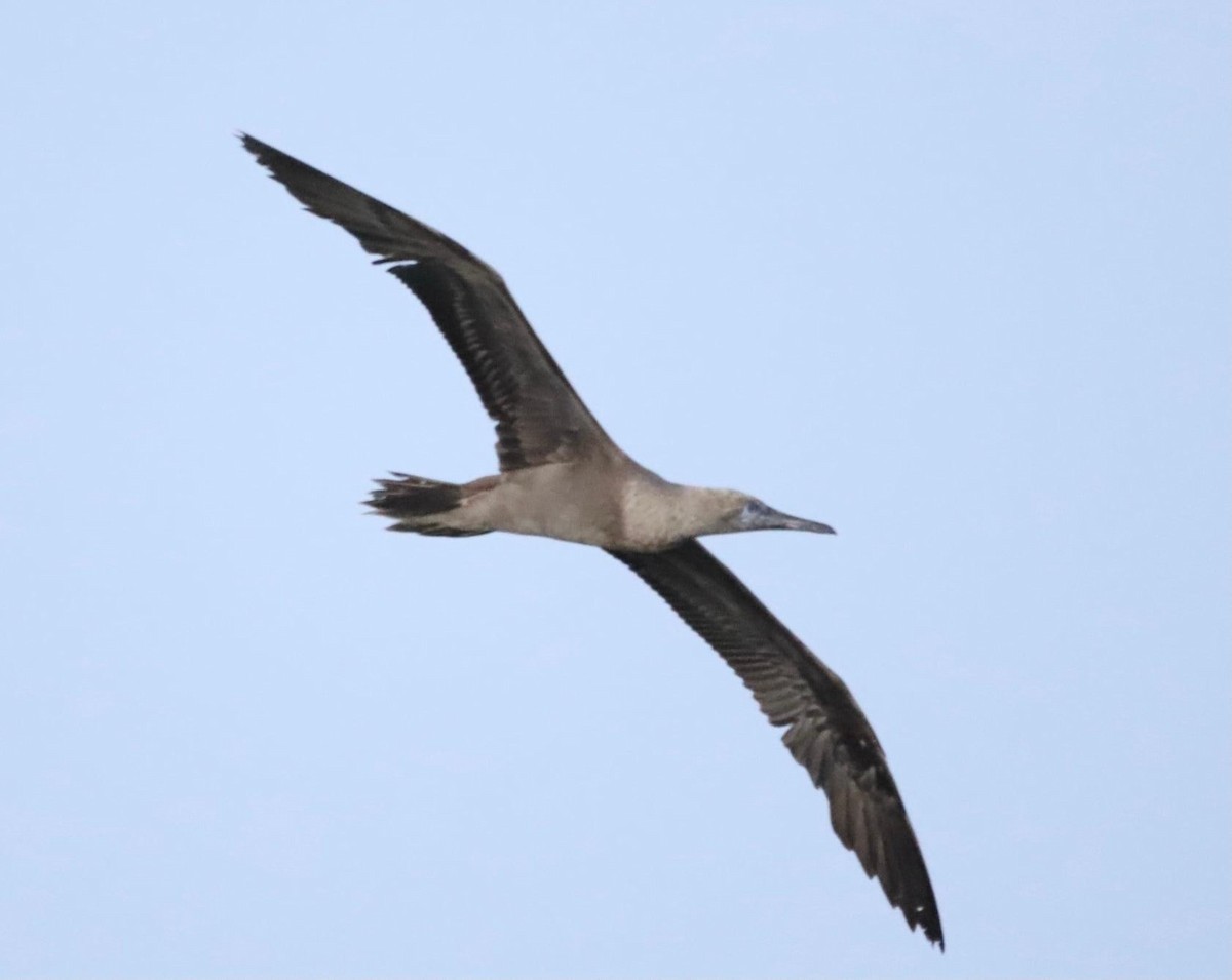 Red-footed Booby - ML388964531