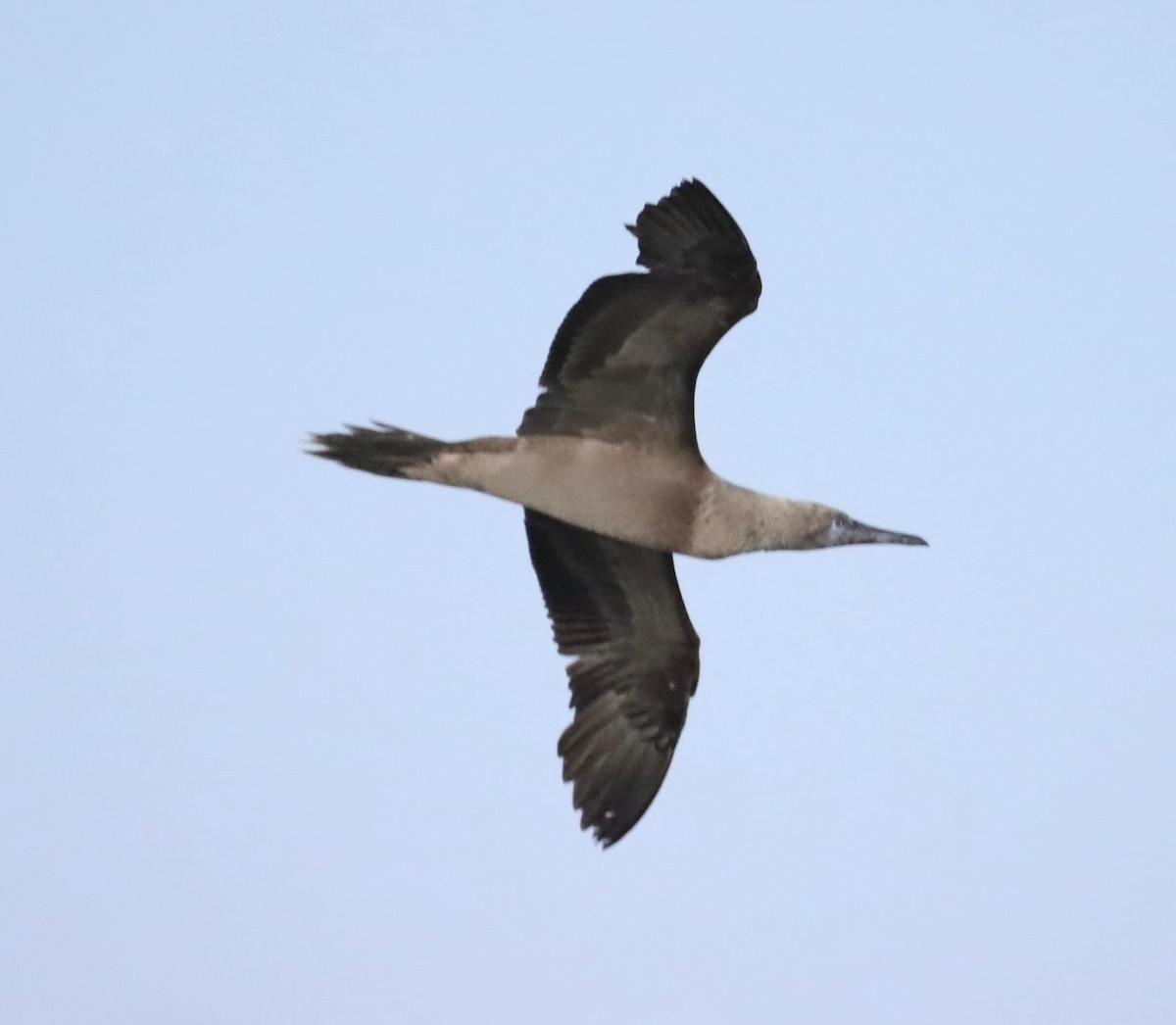 Red-footed Booby - ML388964571