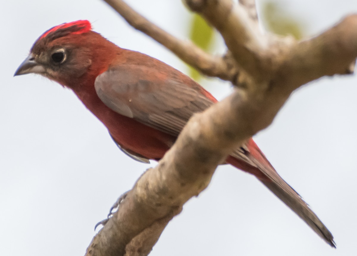 Red-crested Finch - ML38896551