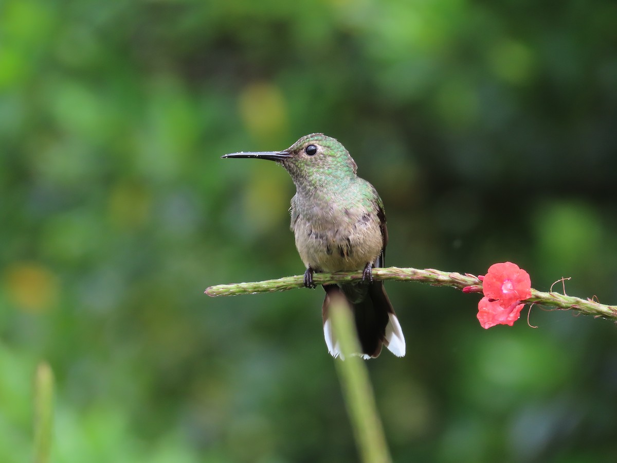 Scaly-breasted Hummingbird - Kathy Carroll