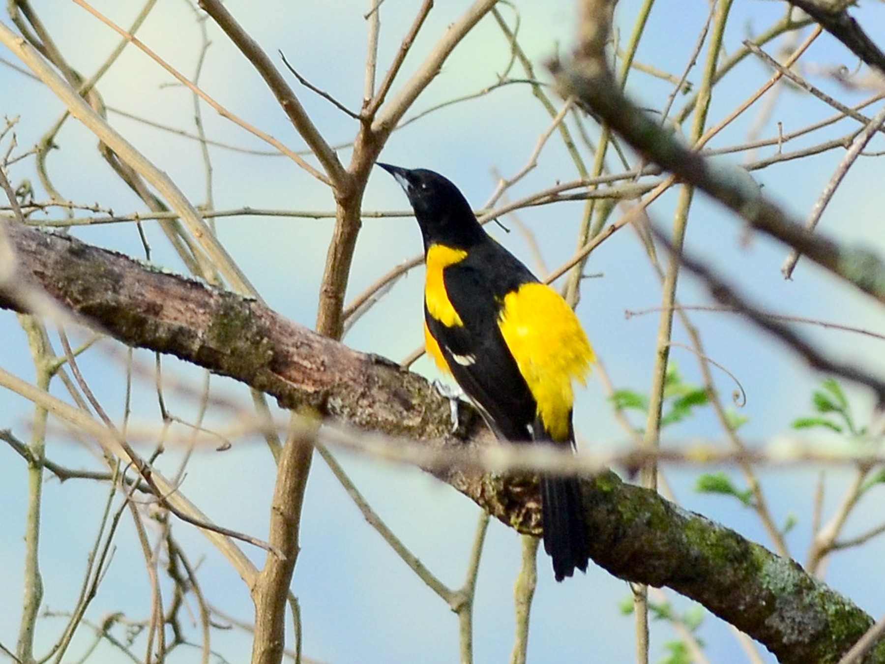 Bar-winged Oriole - Charlie Wright