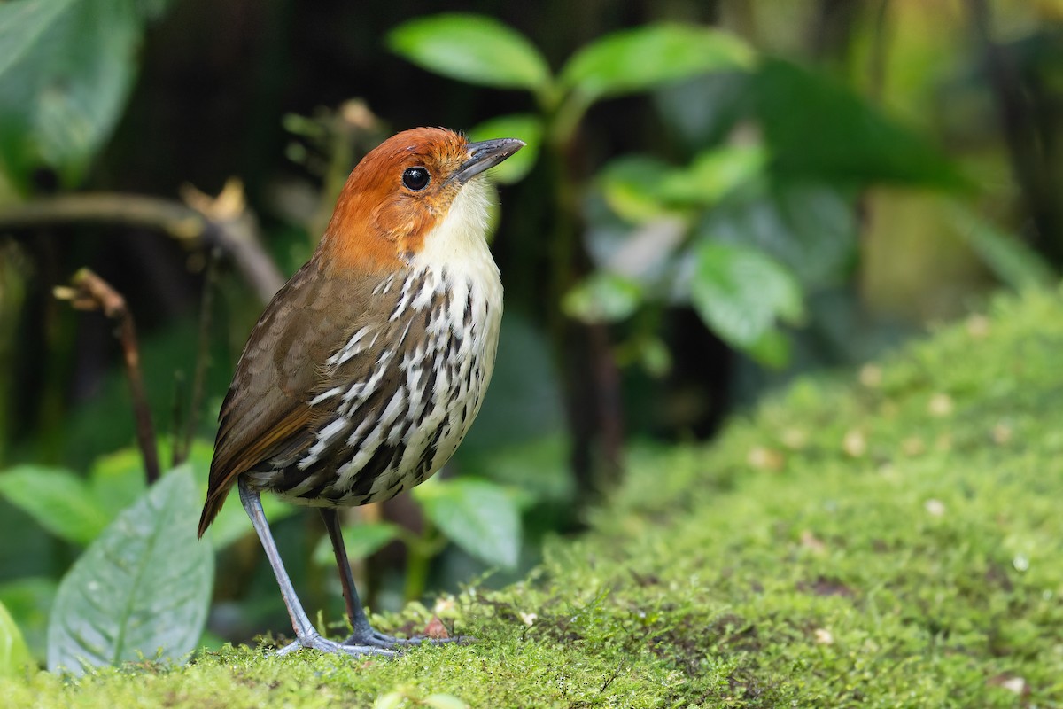Chestnut-crowned Antpitta - Cesar Ponce