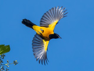 Divanda eshakda sikish