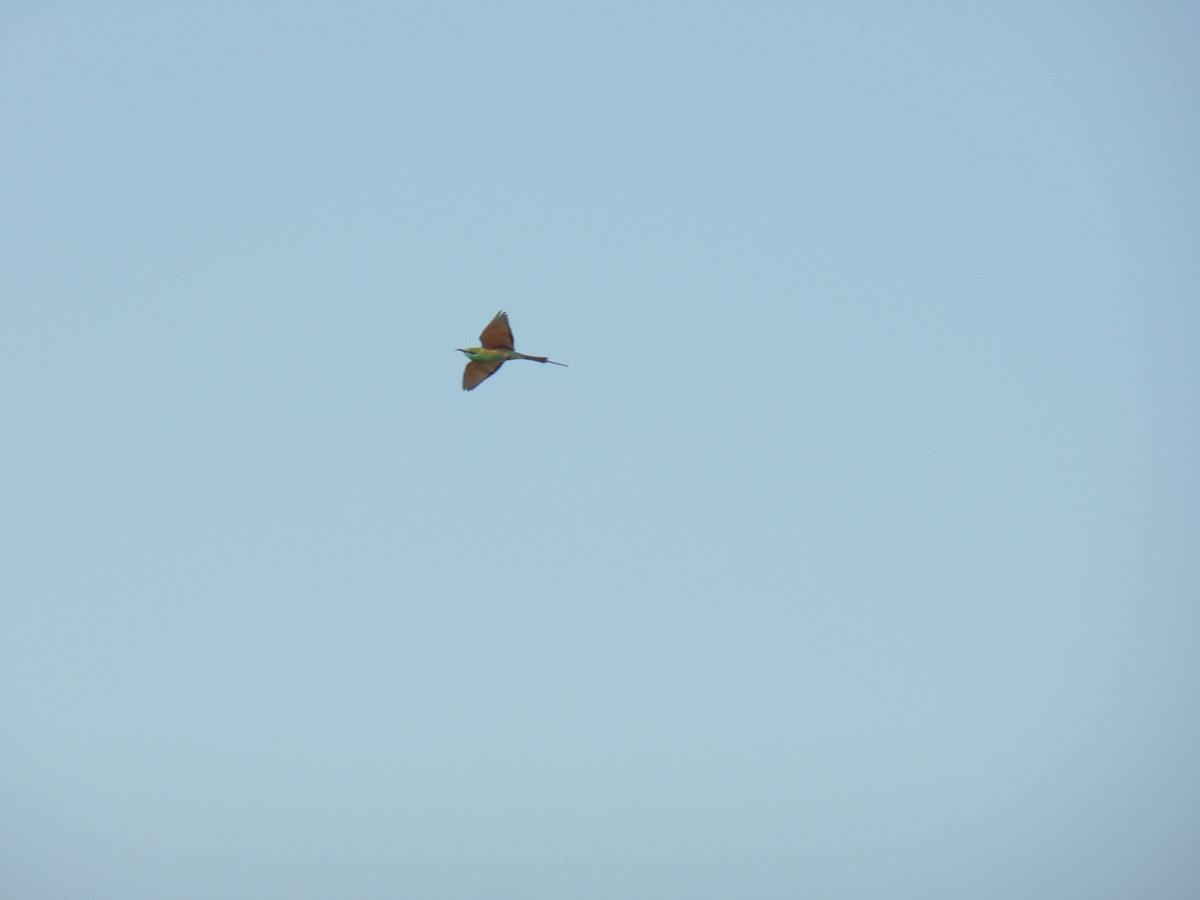 Asian Green Bee-eater - ML388971631