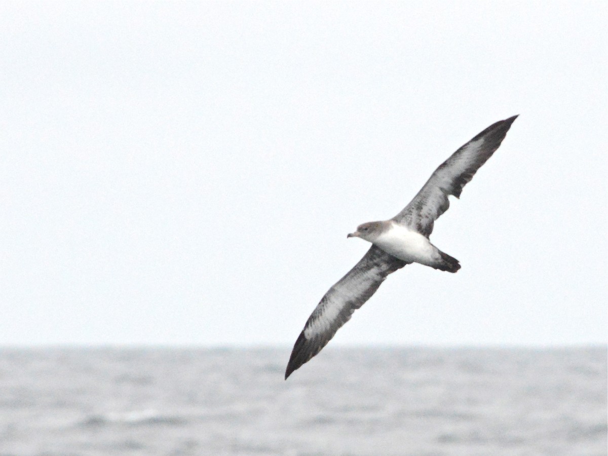 Pink-footed Shearwater - ML38897551