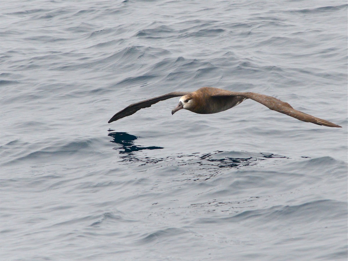 albatros černonohý - ML38897561