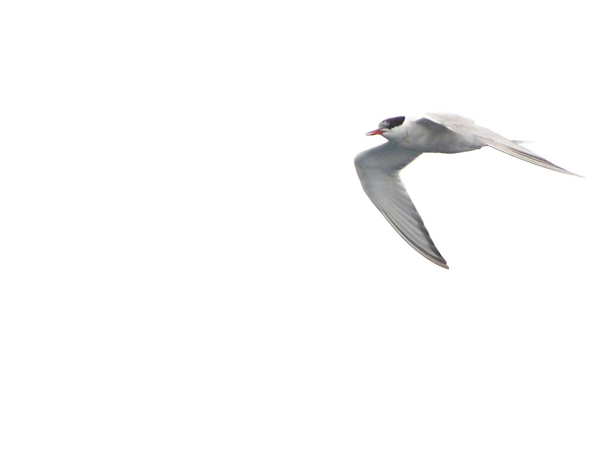 Common Tern - Alan Van Norman