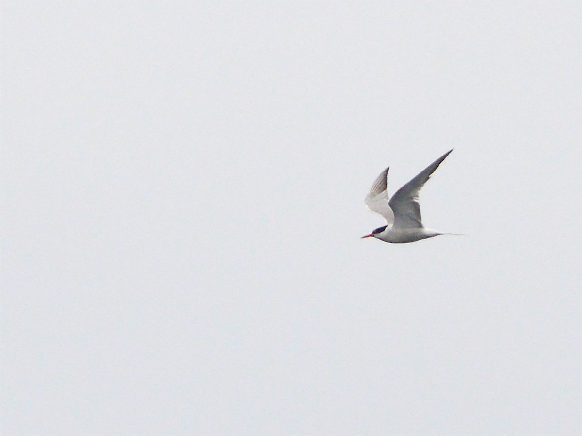 Common Tern - ML38897891
