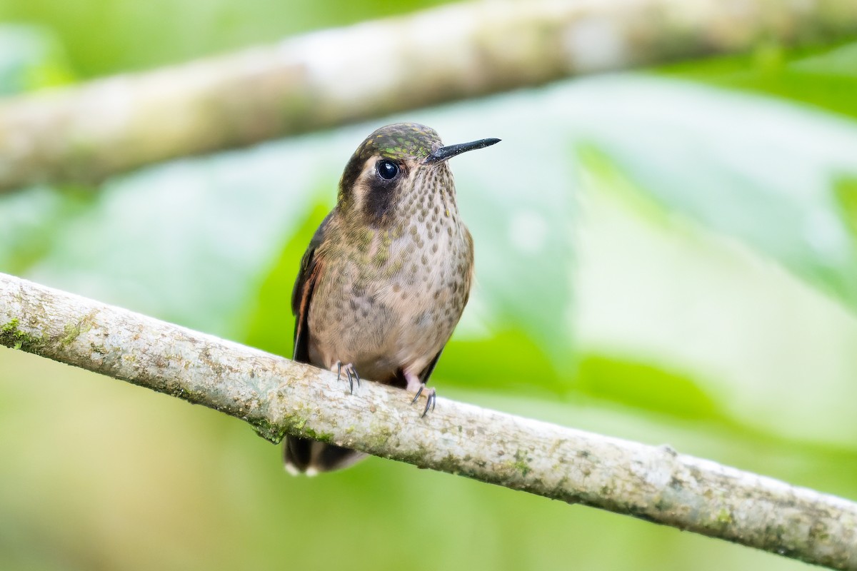 Speckled Hummingbird - ML388978971
