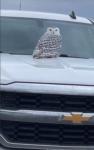 Snowy Owl - ML388982531