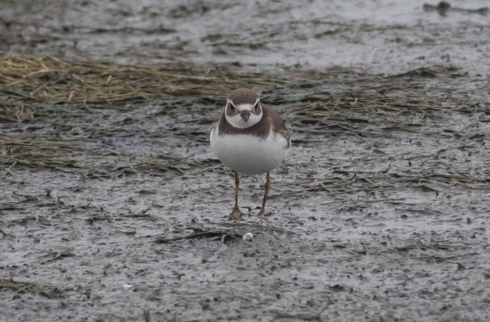 Semipalmated Plover - ML38898661