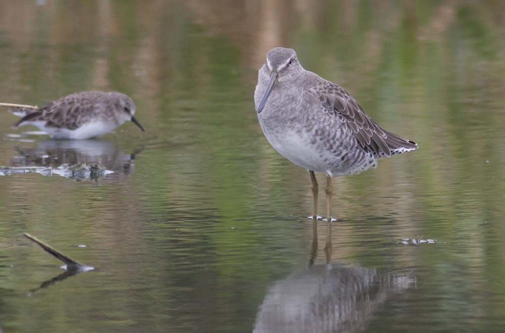 Long-billed Dowitcher - ML38898741
