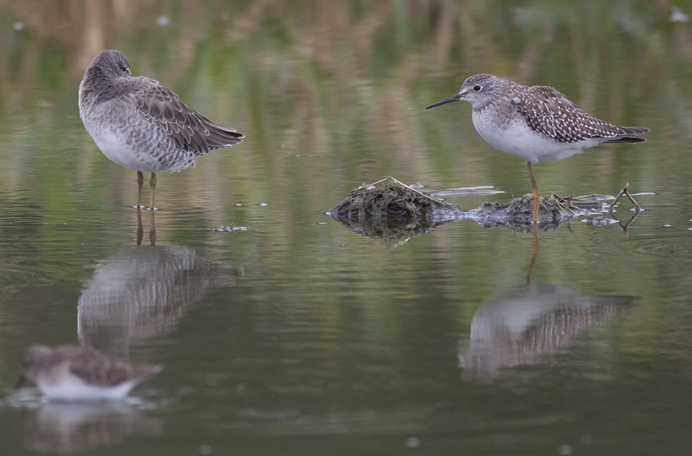 Long-billed Dowitcher - ML38898761