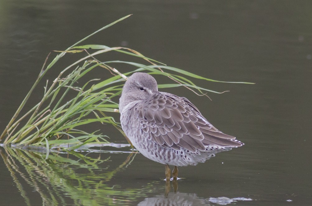 Long-billed Dowitcher - ML38898771