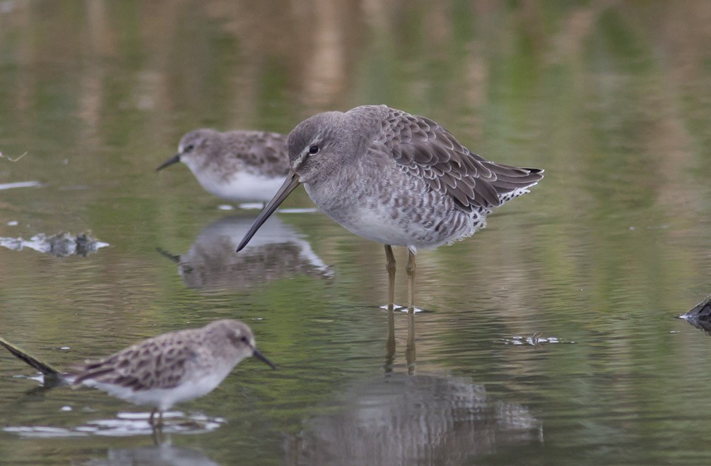 Long-billed Dowitcher - ML38898781