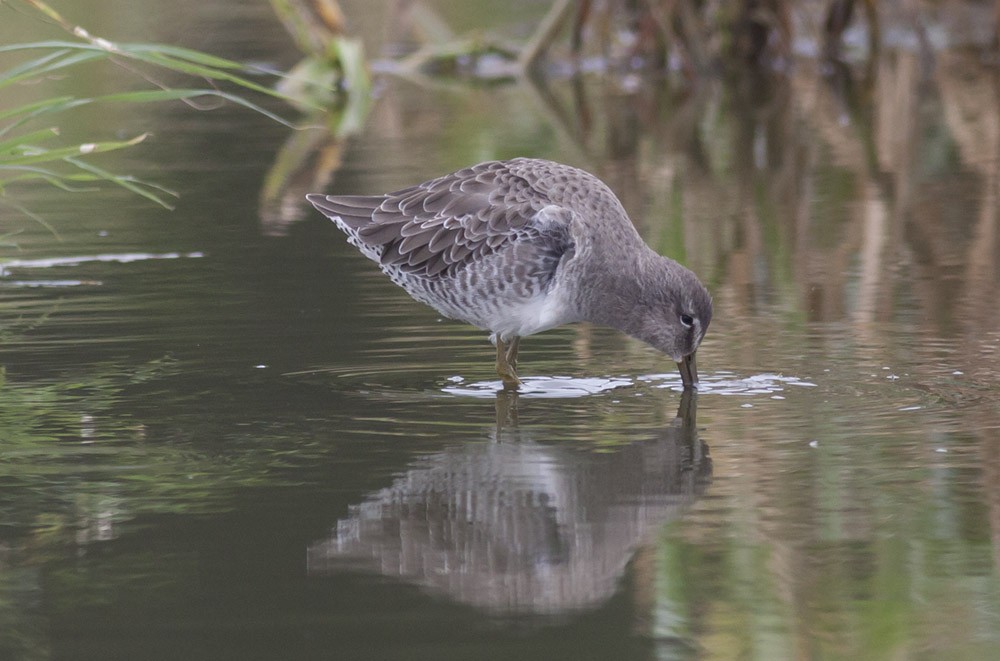Long-billed Dowitcher - ML38898791