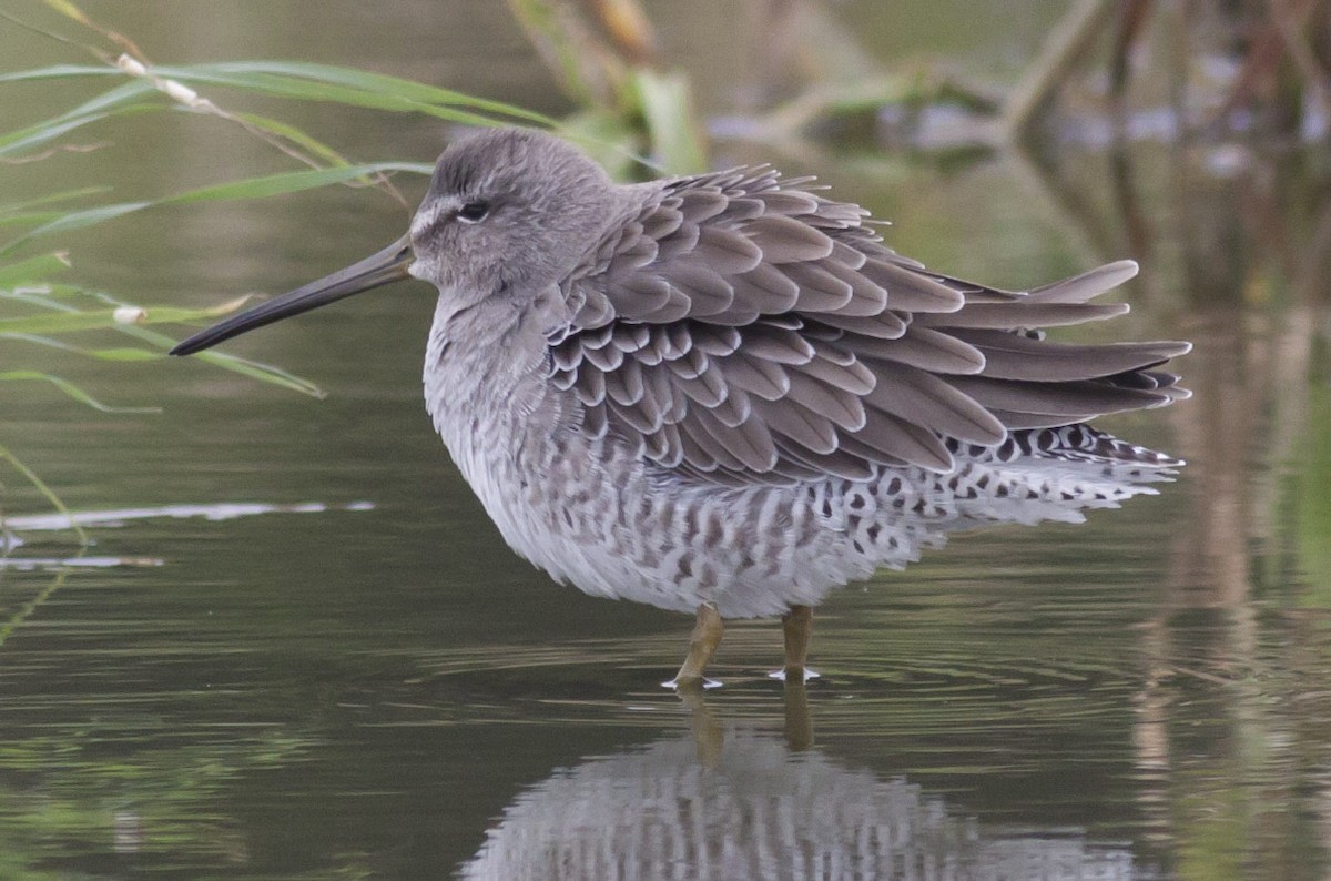 Long-billed Dowitcher - ML38898801