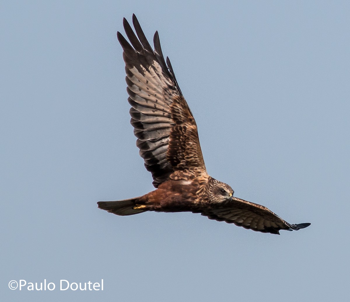 Western Marsh Harrier - Paulo Doutel