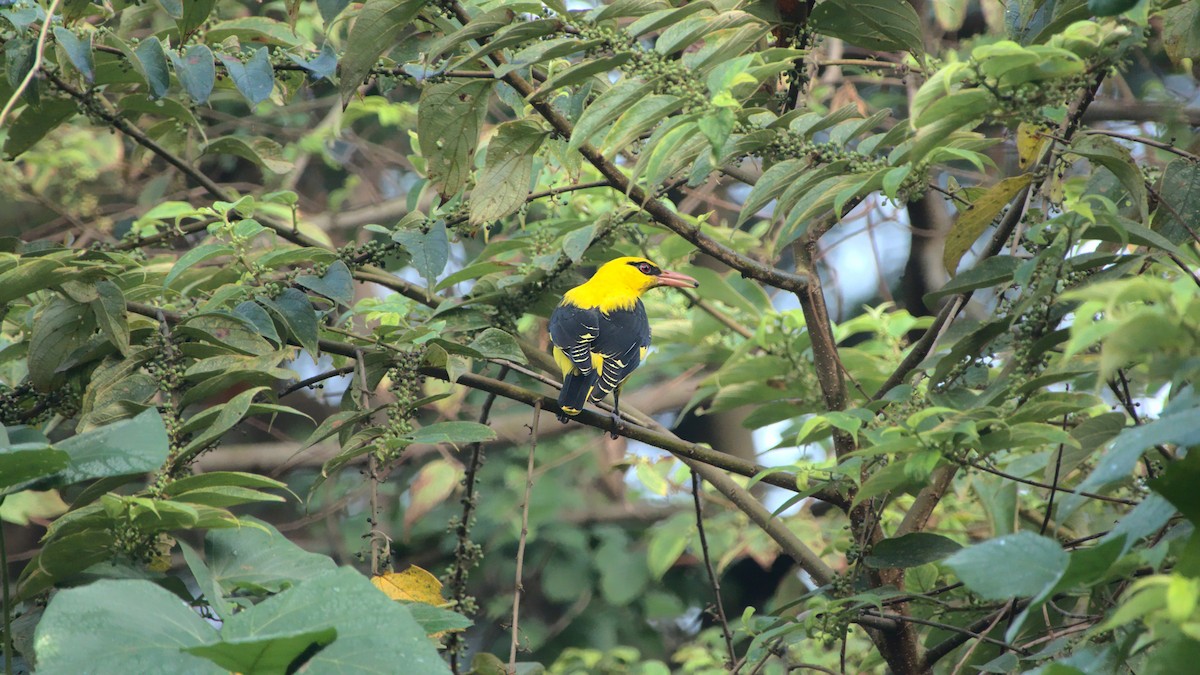 Indian Golden Oriole - ML388991421