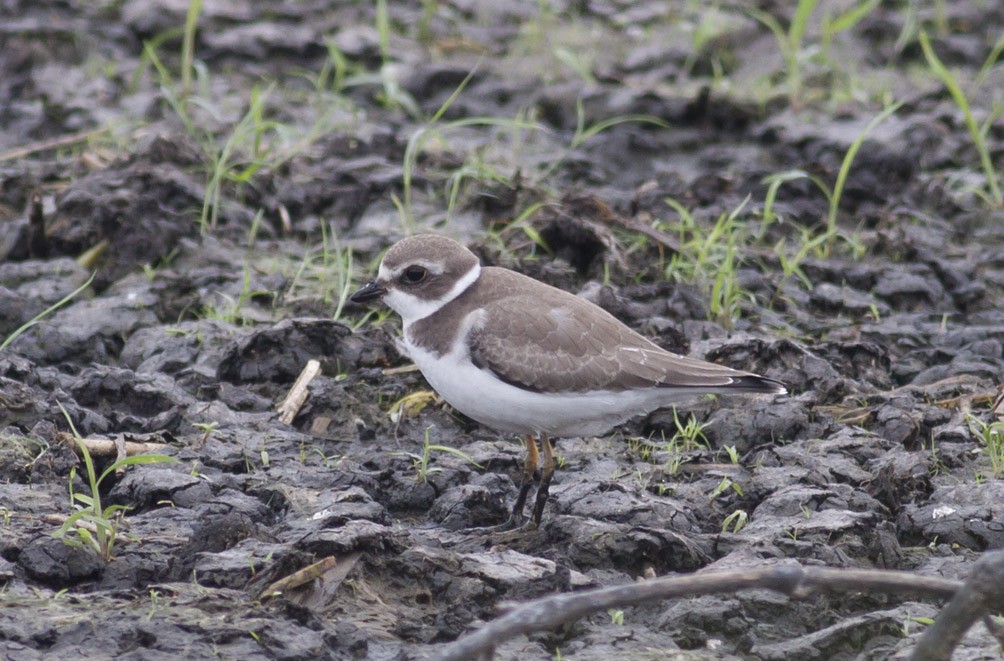 Semipalmated Plover - ML38899171