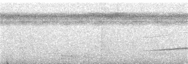 Мурав’янка-куцохвіст велика - ML388993451