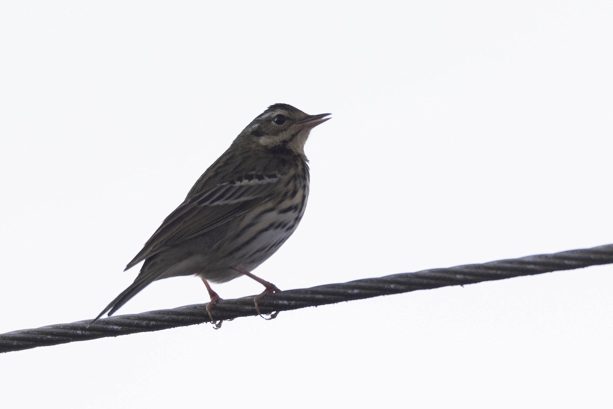 Olive-backed Pipit - ML388993561