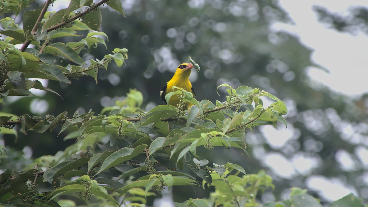 Indian Golden Oriole - ML388995961