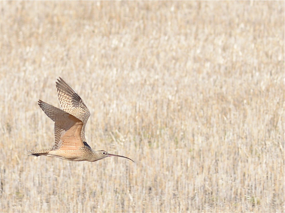 Long-billed Curlew - ML38899671