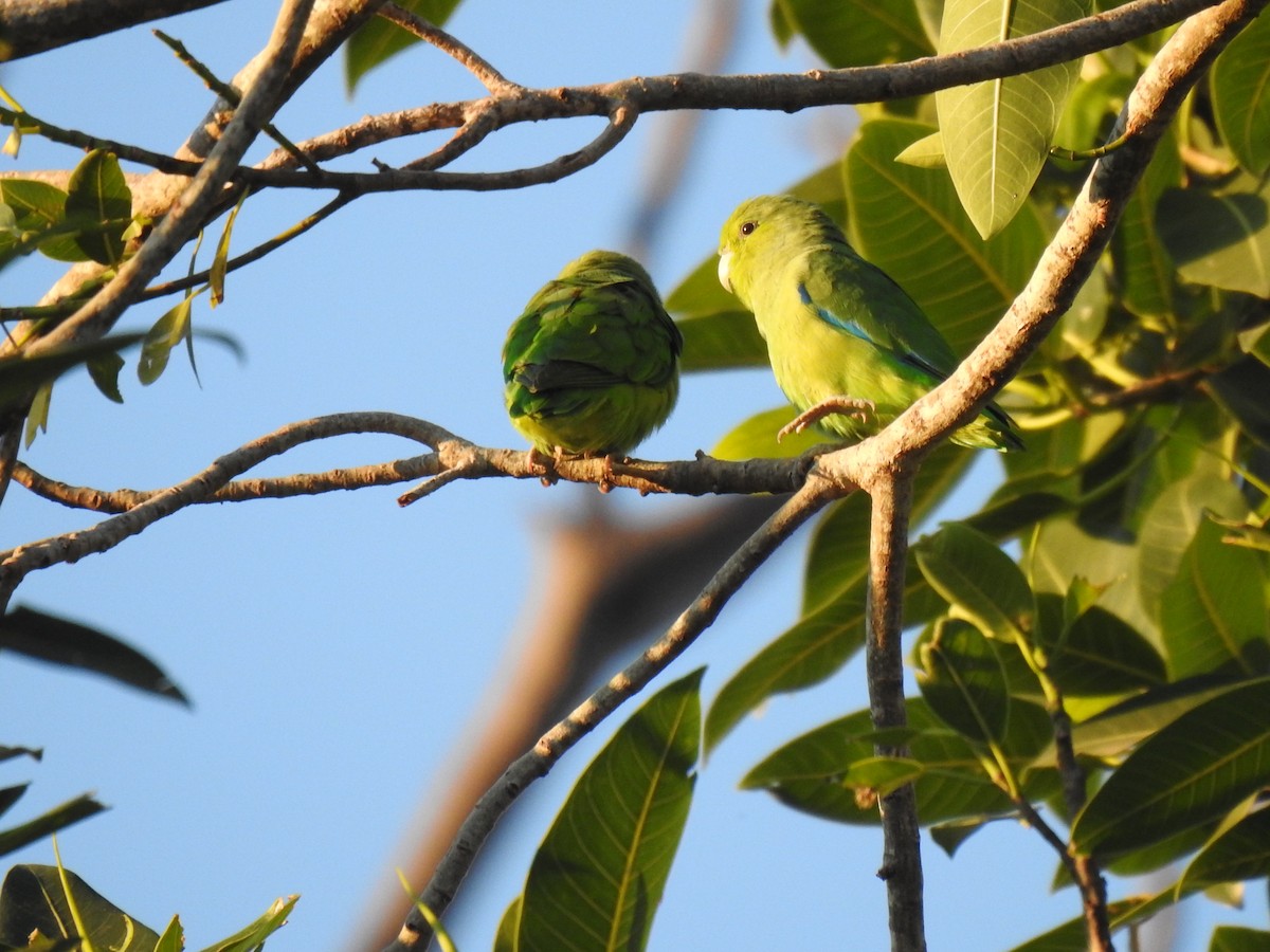 Мексиканский воробьиный попугайчик - ML388997361
