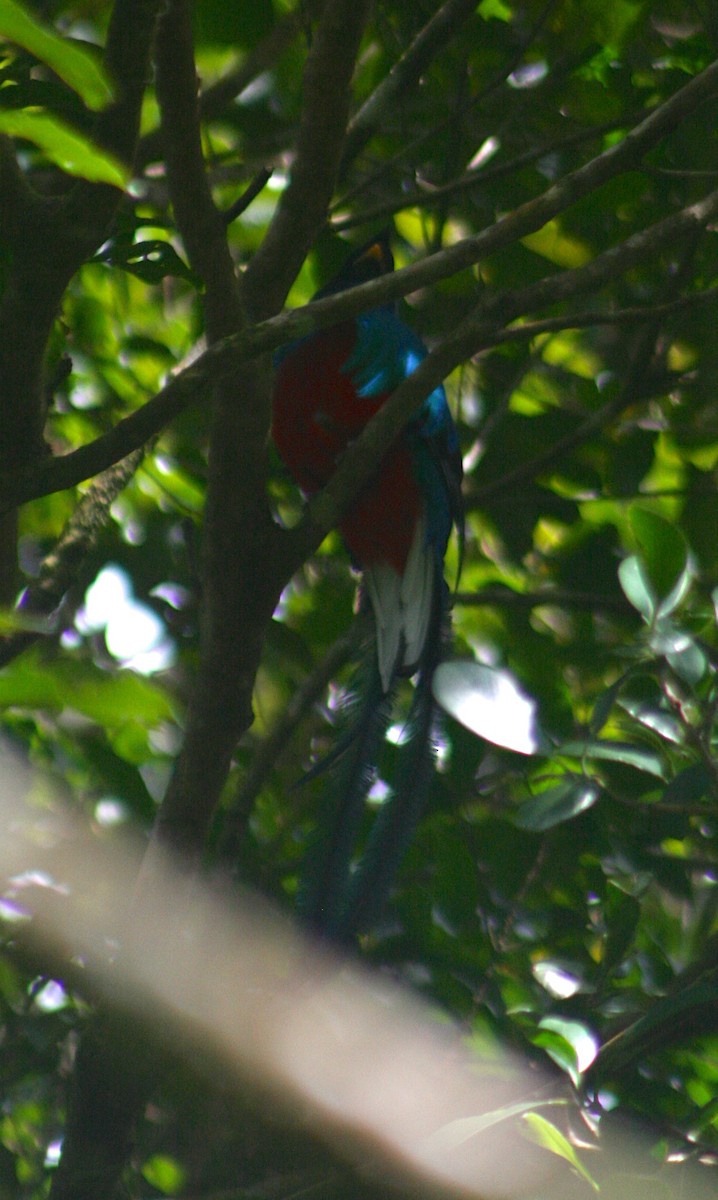 Quetzal Guatemalteco - ML38899861