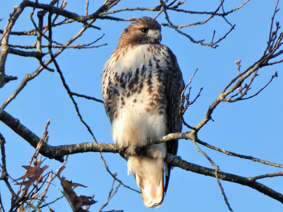 Red-tailed Hawk - ML389000271