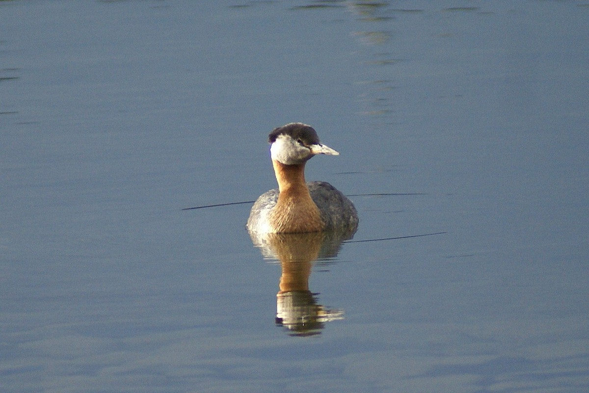 Red-necked Grebe - ML389000431