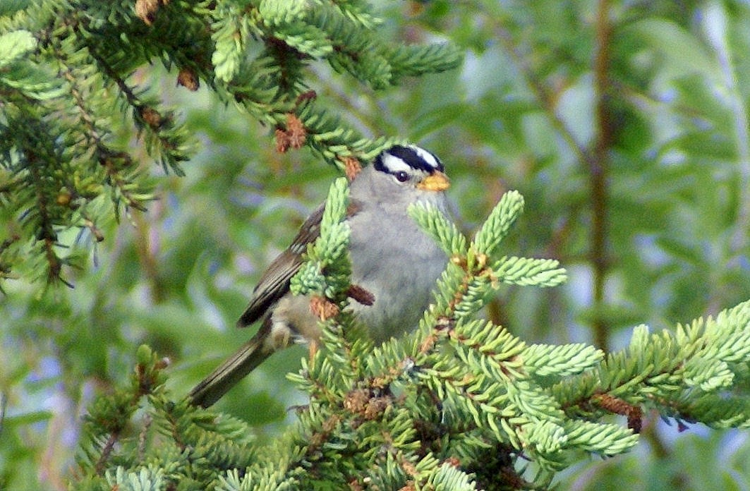 White-crowned Sparrow (Gambel's) - ML389000611