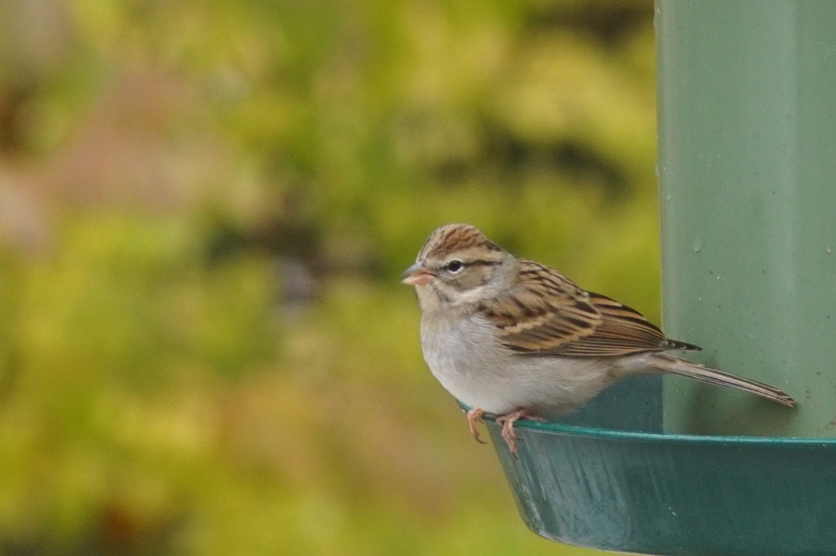 Chipping Sparrow - ML389001031