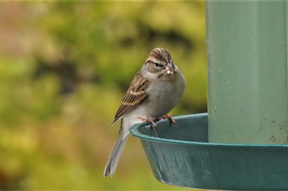 Chipping Sparrow - ML389001051