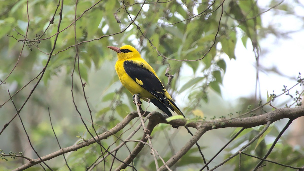Indian Golden Oriole - ML389004471