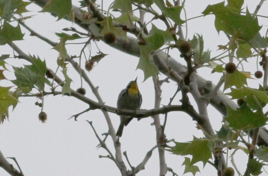 Yellow-throated Warbler - ML38900521