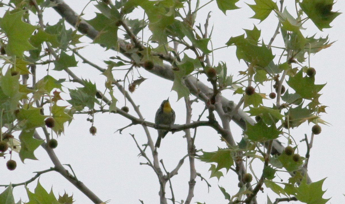 Yellow-throated Warbler - ML38900531