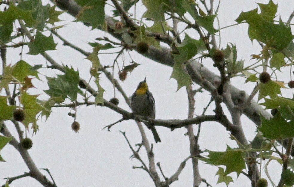 Yellow-throated Warbler - Jay McGowan