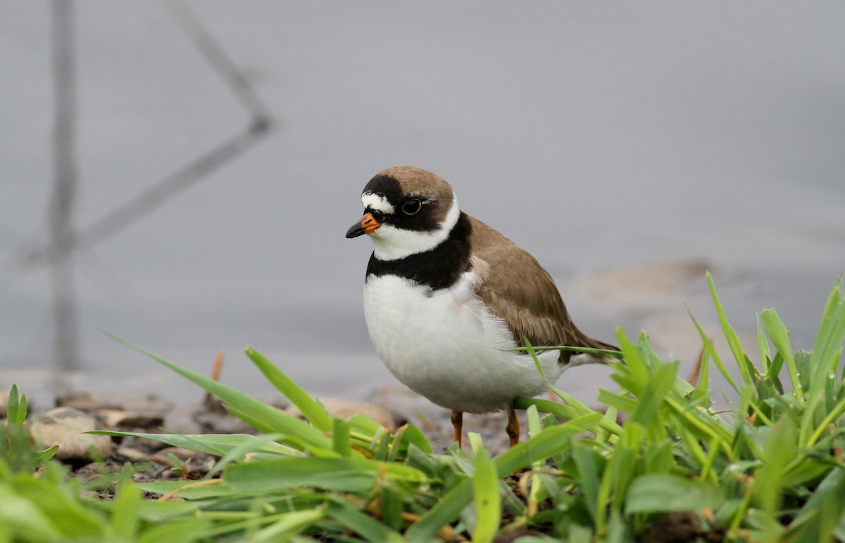 Semipalmated Plover - ML38900641