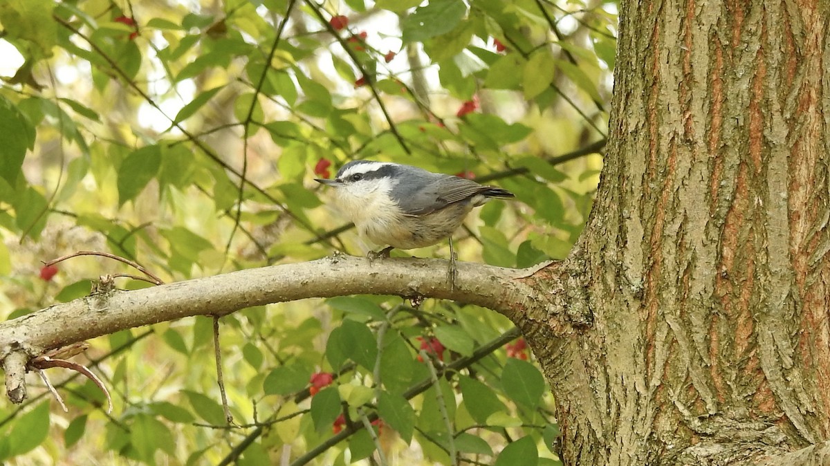 Red-breasted Nuthatch - Noam Markus