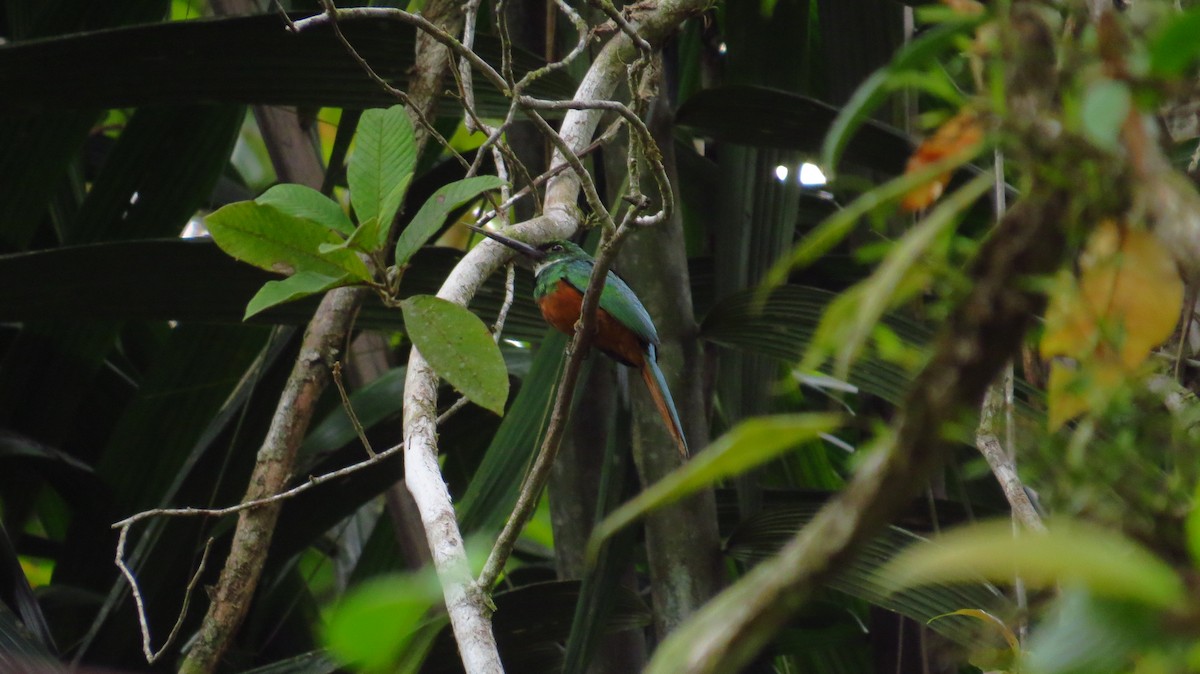 Rufous-tailed Jacamar - Jorge Muñoz García   CAQUETA BIRDING