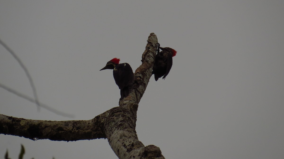 Lineated Woodpecker - Jorge Muñoz García   CAQUETA BIRDING