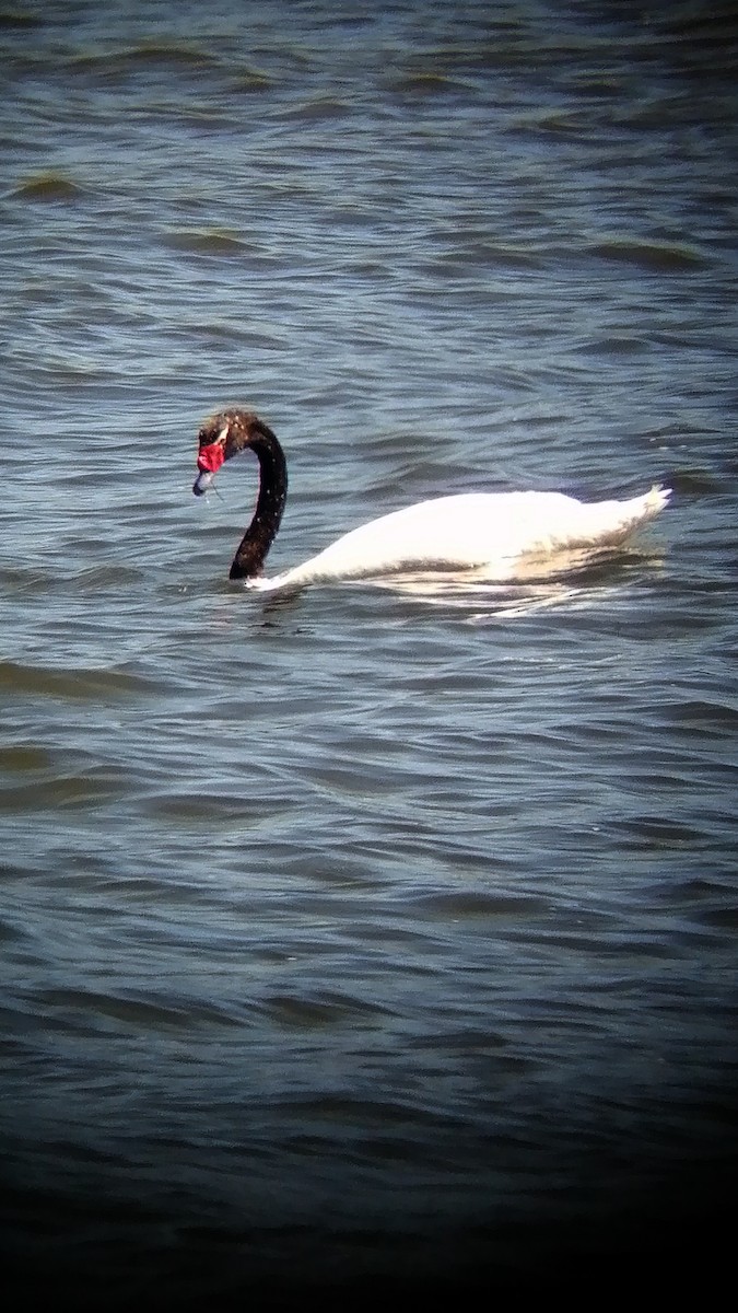 Black-necked Swan - ML389013841