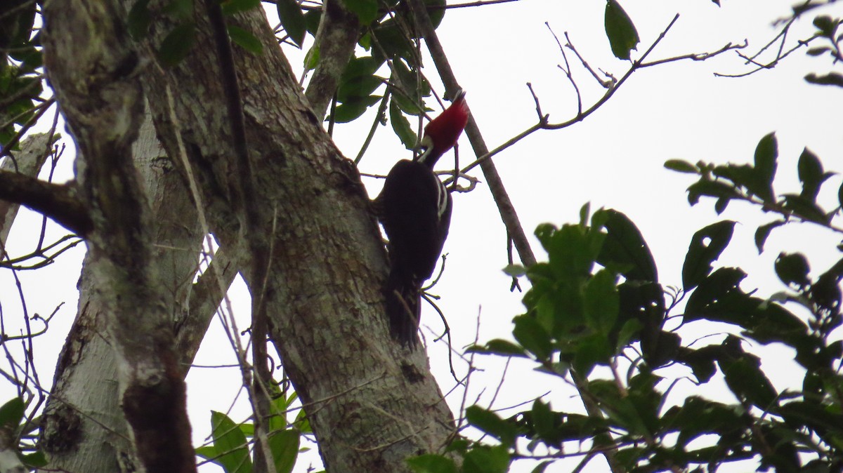 Crimson-crested Woodpecker - ML38901941