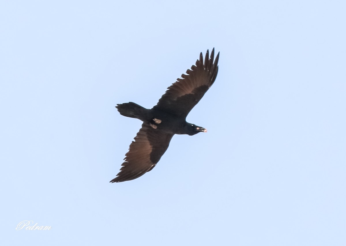 Common Raven - Pedram Khalili